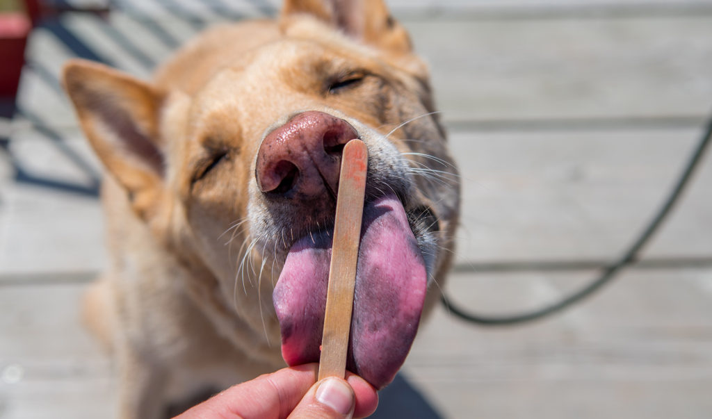 Pawsicles – Popsicles for Dogs